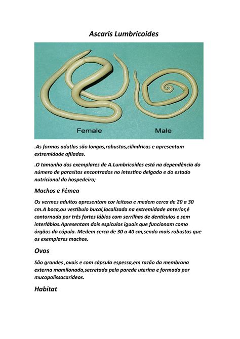 Ascaris Lumbricoides Resumo Parasitologia Humana Ascaris