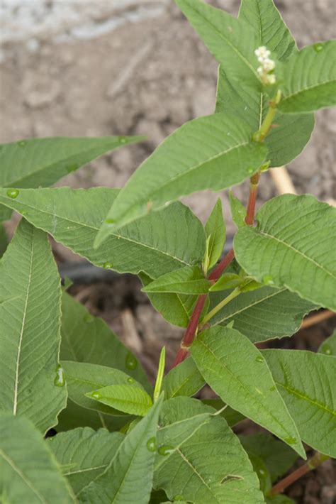 Persicaria Polymorpha Scott Weber Flickr