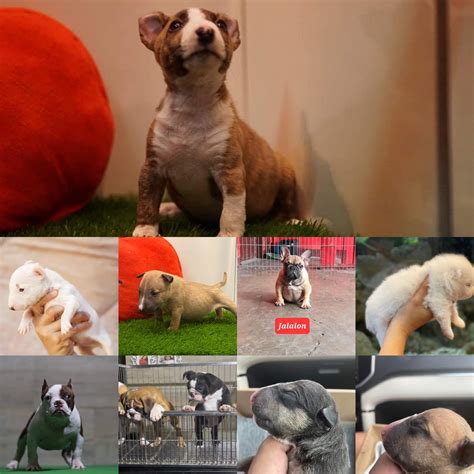 Bully Kennel Club Philippines - BKCP would like to invite you to LEVEL