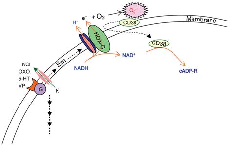 Cross Talk Between NADPH Oxidase And CD38 ADP Ribosylcyclase In Cell