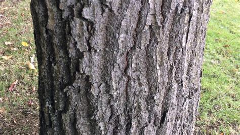 Sessile Oak Quercus Petraea Trunk Close Up September Youtube