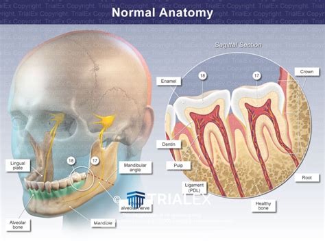 The Root Alveolus