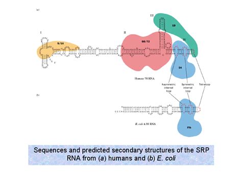 Sequences And Predicted Secondary Structures Of The Srp Rna From A