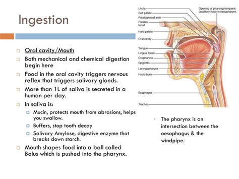 PPT - Digestion PowerPoint Presentation - ID:1936113