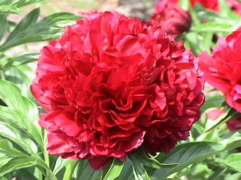 Paeonia ‘Eliza Lundy’ - Садовые ноты