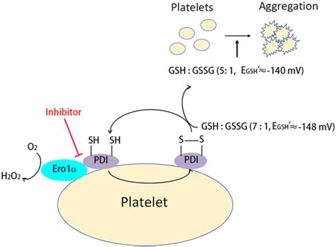 The Extracellular Ero1αpdi Electron Transport System Regulates