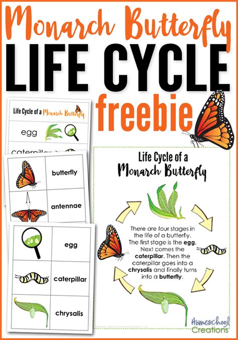 Monarch Butterfly Life Cycle Printables | Butterfly life cycle, Life cycles, Butterfly lessons