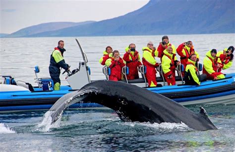 Whale Watching In Iceland An Unmissable Experience Iceland Monitor