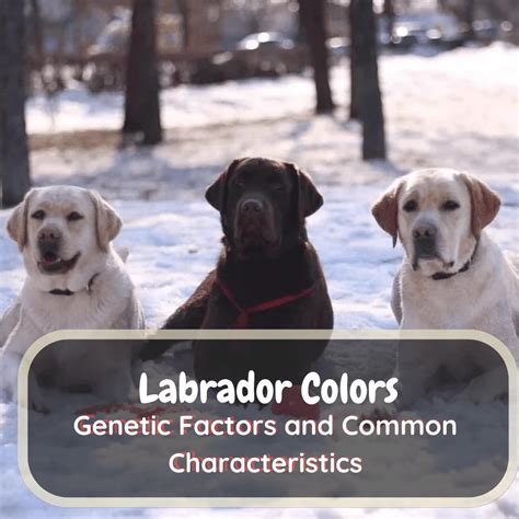 Labrador Colors: Unraveling The Palette - LabraJoy