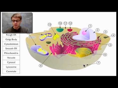 Paul Andersen Takes You On A Tour Of The Cell He Starts By Explaining