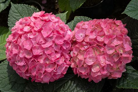 Can You Plant A Hydrangea Outside - PlantopiaHub - Your Ultimate