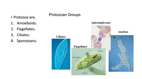 Drugs Used In Protozoal Infectionpptx