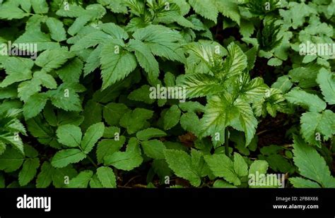 Ground Elder Bishops Weed Aegopodium Podagraria Stock Videos Footage