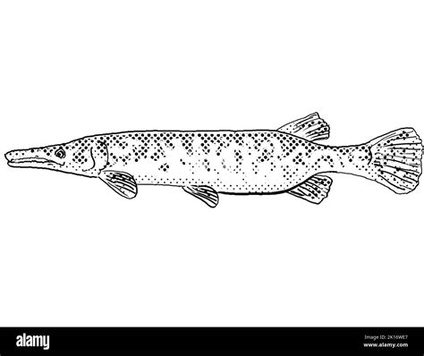 Florida gar Cut Out Stock Images & Pictures - Alamy