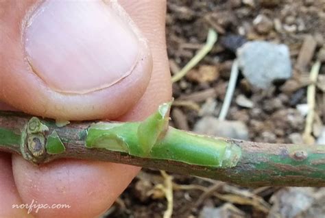 Como injertar una planta de rosa tutorial con fotos con imágenes