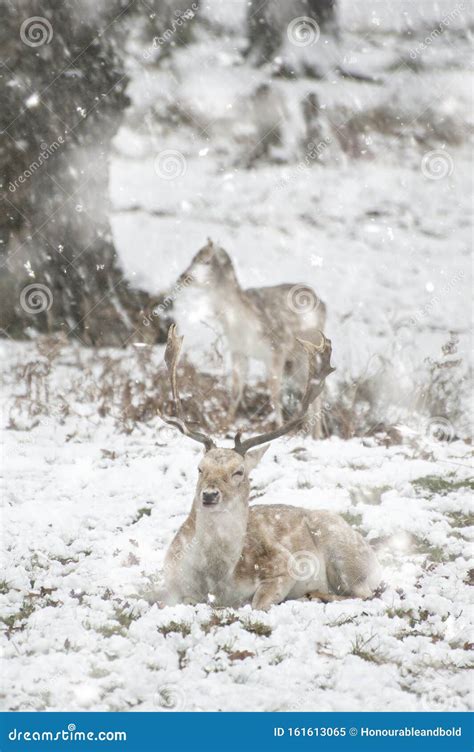 Beautiful Image Of Fallow Deer In Snow Winter Landscape In Heavy Snow