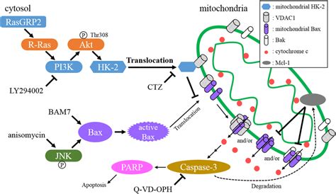 Proposed Model For Apoptosis Suppression Via R Ras Pathway By Rasgrp