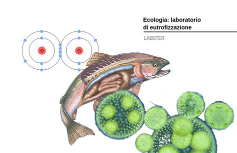 Benvenuti Nel Laboratorio Sull Eutrofizzazione Labster