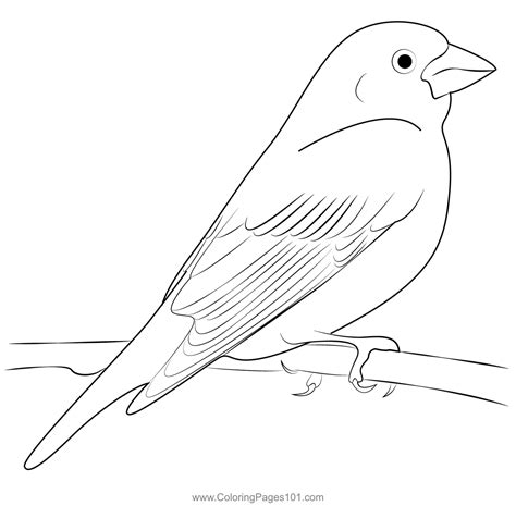 Purple Finch Coloring Page for Kids - Free Finches Printable Coloring ...