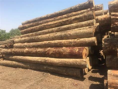 Round Pinewood Logs For Making Furniture Feature High Strength