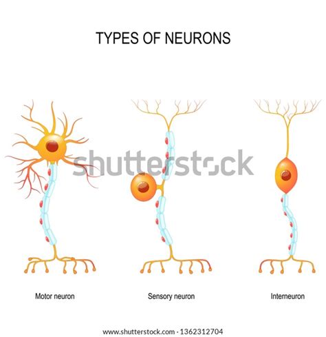 types neurons sensory motor neurons interneuron stock illustration