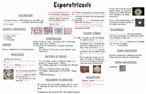 Micosis Subcut Neas Paola Villa Udocz