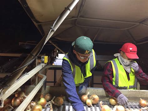 How Onions Are Harvested Commercially Hand Machine Harvest The