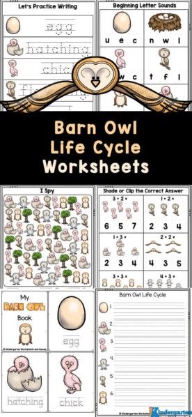 Barn Owl Life Cycle | Free Homeschool Deals