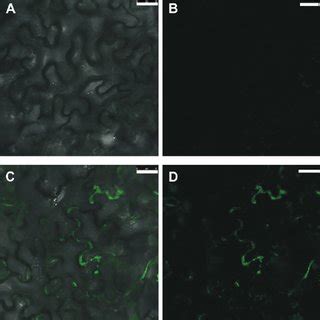 Ovule Phenotypes Of Cyp A Cyp A And Double Mutants A Mature