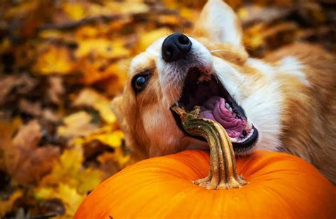 19 Shocking Ways About Can Dogs Eat Pumpkin Seeds Petanew