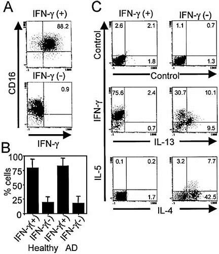 Human Nk1 And Nk2 Subsets Determined By Purification Of Ifn‐γ‐secreting And Ifn‐γ‐nonsecreting