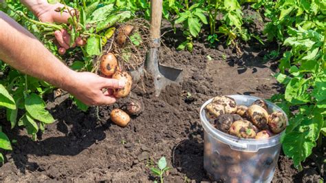 Harvesting And Storing Your Fruits And Vegetables Kslnewsradio