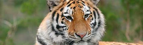 Tiger Conservation - Animal Facts and Information