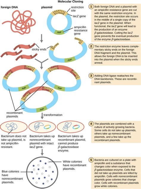 Identify The Steps Of Gene Cloning