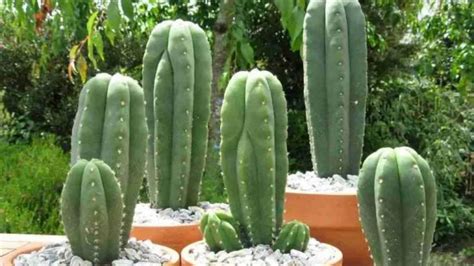 Echinopsis Pachanoi Cuidados Para Que Tus Cactus De Sus Mejores Flores