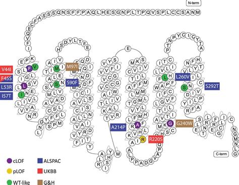 Functionally Characterised Mc3r Mutations Complete Partial Download Scientific Diagram