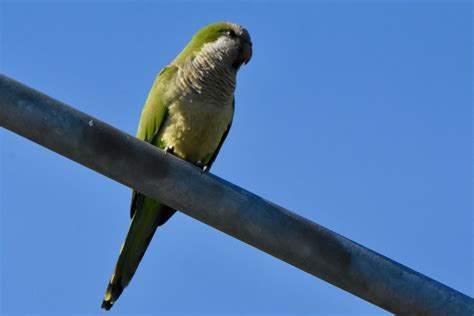 Monk Parakeet