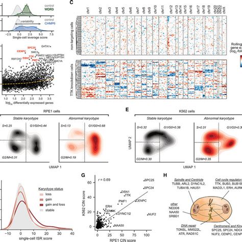 Pdf Mapping Information Rich Genotype Phenotype Landscapes With