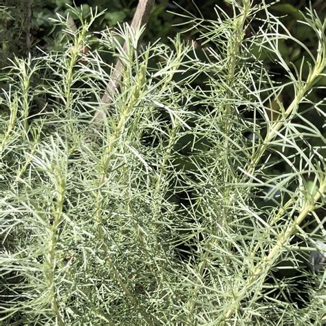 Artemisia Californica Yellow House Heritage Perennials