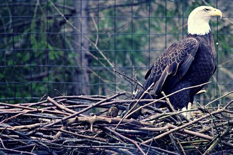 A nesting bald eagle | Smithsonian Photo Contest | Smithsonian Magazine