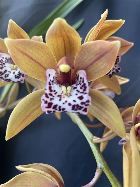 Cymbidium Paradisian Tiger Golden Falls Southern Suburbs Orchid