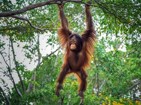 Hutan Hujan Tropis: Pengertian, Ciri-ciri dan Manfaatnya