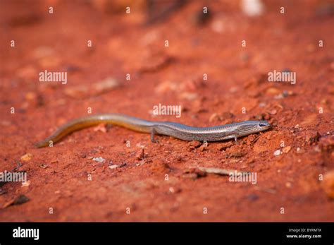 Legless Lizard Hi Res Stock Photography And Images Alamy