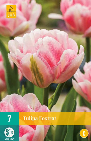 Tulipán Foxtrot - Moai jungle - több, mint gondolnád