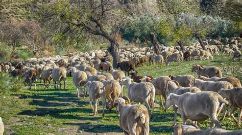 Agricultores Y Ganaderos Reciben Hoy M S De Millones De Euros