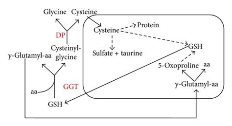 Glutamyl Cycle In The Glutamyl Cycle Gsh Is Released From The