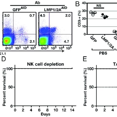 T And Nk Cell Depletion Induces Fatal Lymphoproliferative Disease In