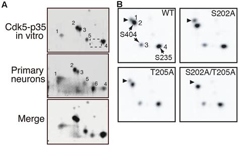 Frontiers Physiological And Pathological Phosphorylation Of Tau By Cdk5