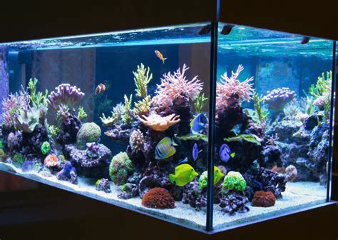 Brackish Aquarium | Setting Up A Semi-Salty Water Aquarium