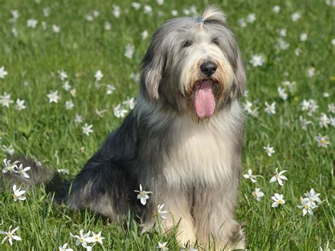 Bearded Collie Le Chien Tendance De La Saison